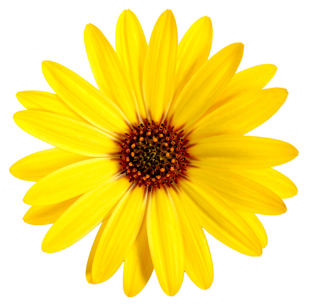 Osteospermum ecklonis Señorita® Solana
