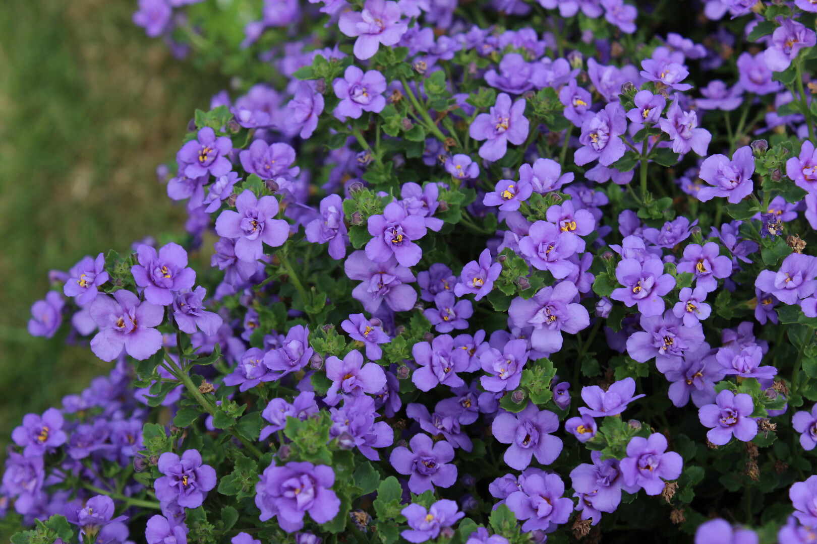 Sutera cordata Scopia® Double Indigo