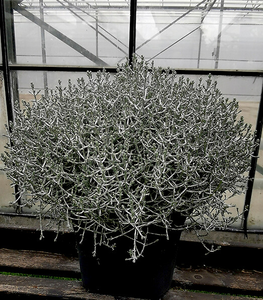 Calocephalus brownii MZ Selectie 2022 Compact