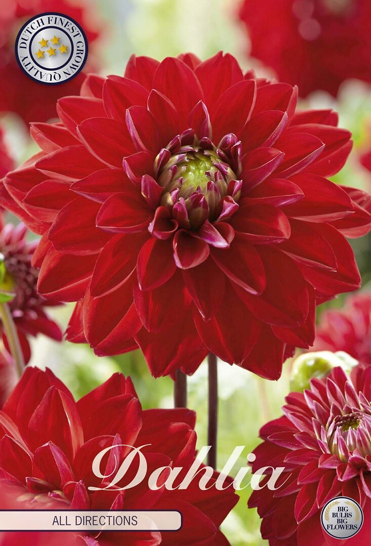 Dahlia All Directions