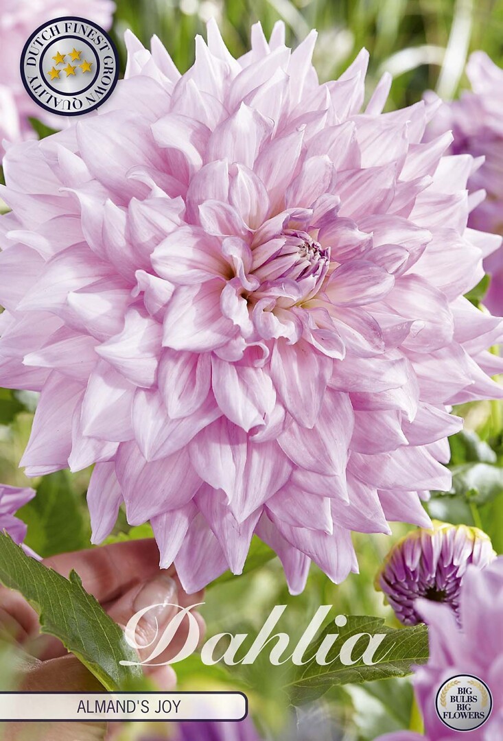 Dahlia Almand's Joy