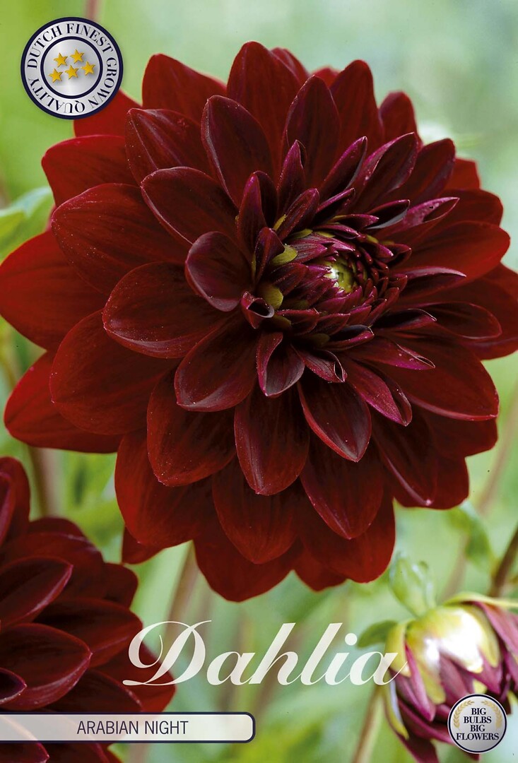Dahlia Arabian Night