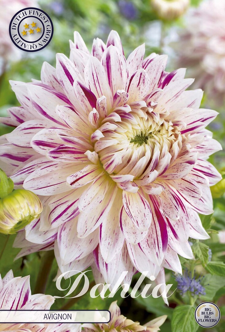 Dahlia Avignon