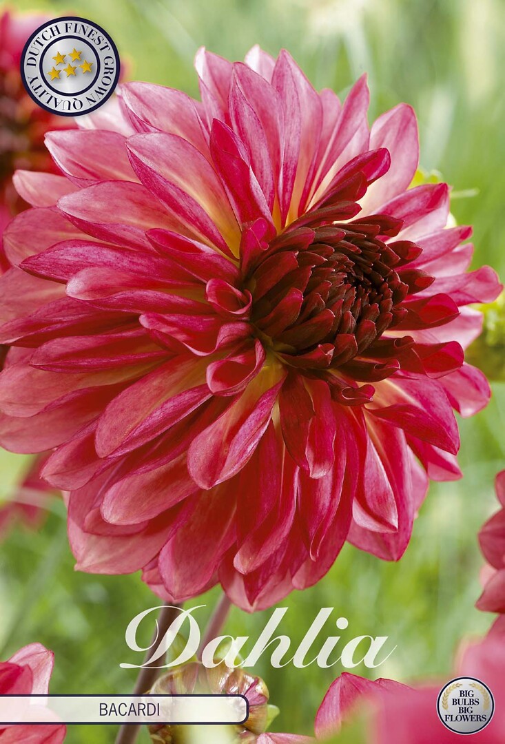 Dahlia Bacardi