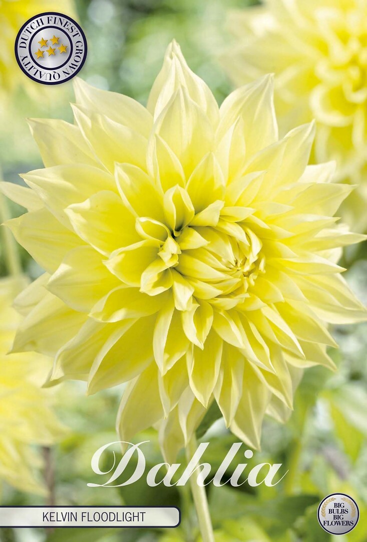 Dahlia Kelvin Floodlight