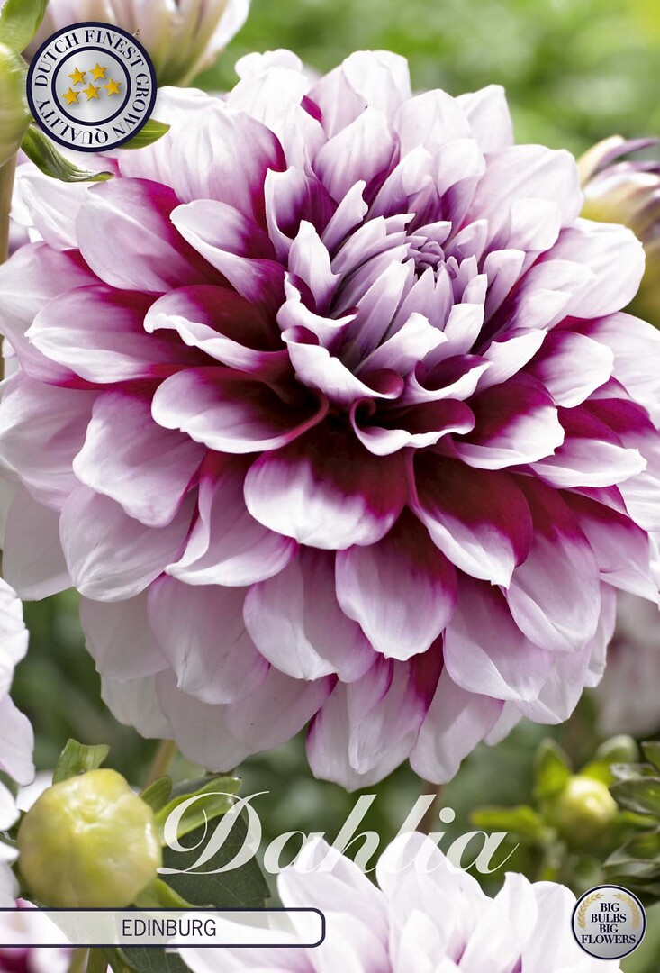 Dahlia Edinburg