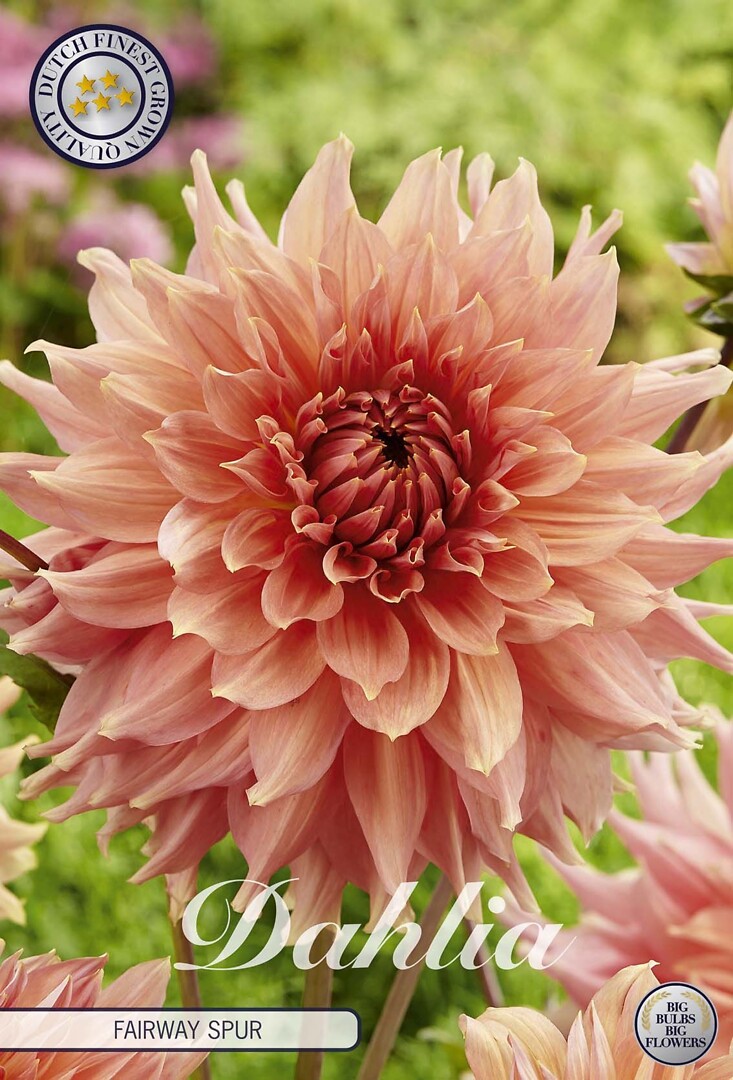 Dahlia Fairway Spur