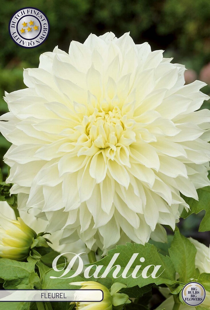 Dahlia Fleurel
