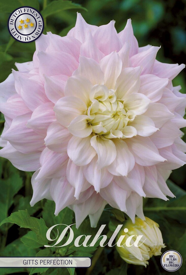 Dahlia Gitts Perfection