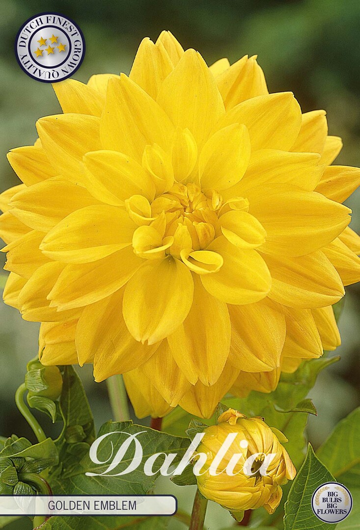 Dahlia Golden Emblem