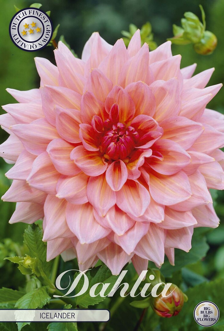Dahlia Islander