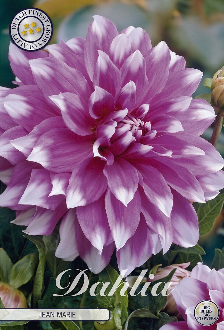 Dahlia Jean Marie