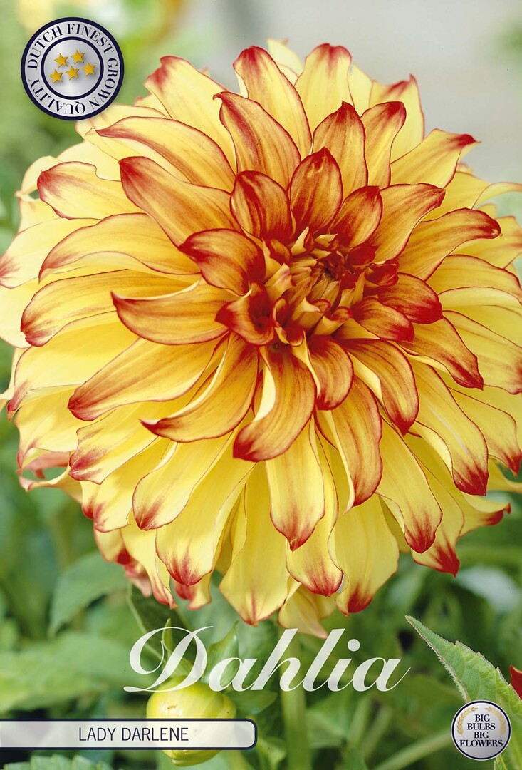 Dahlia Lady Darlene