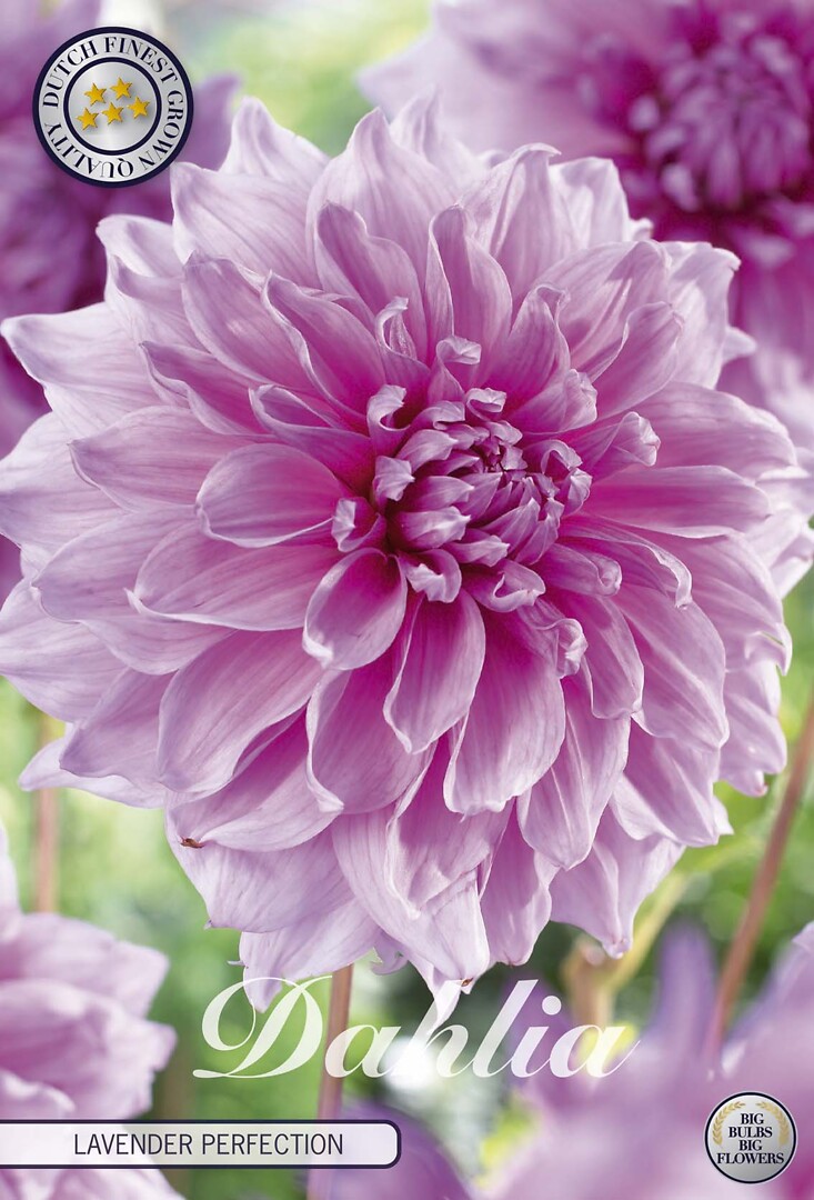 Dahlia Lavender Perfection