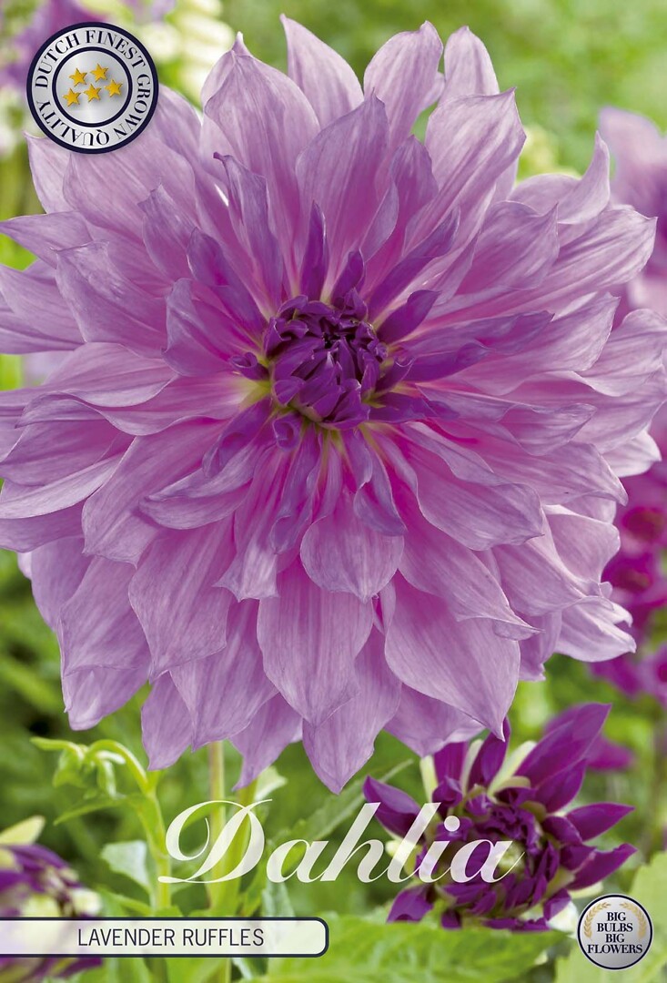 Dahlia Lavender Ruffles
