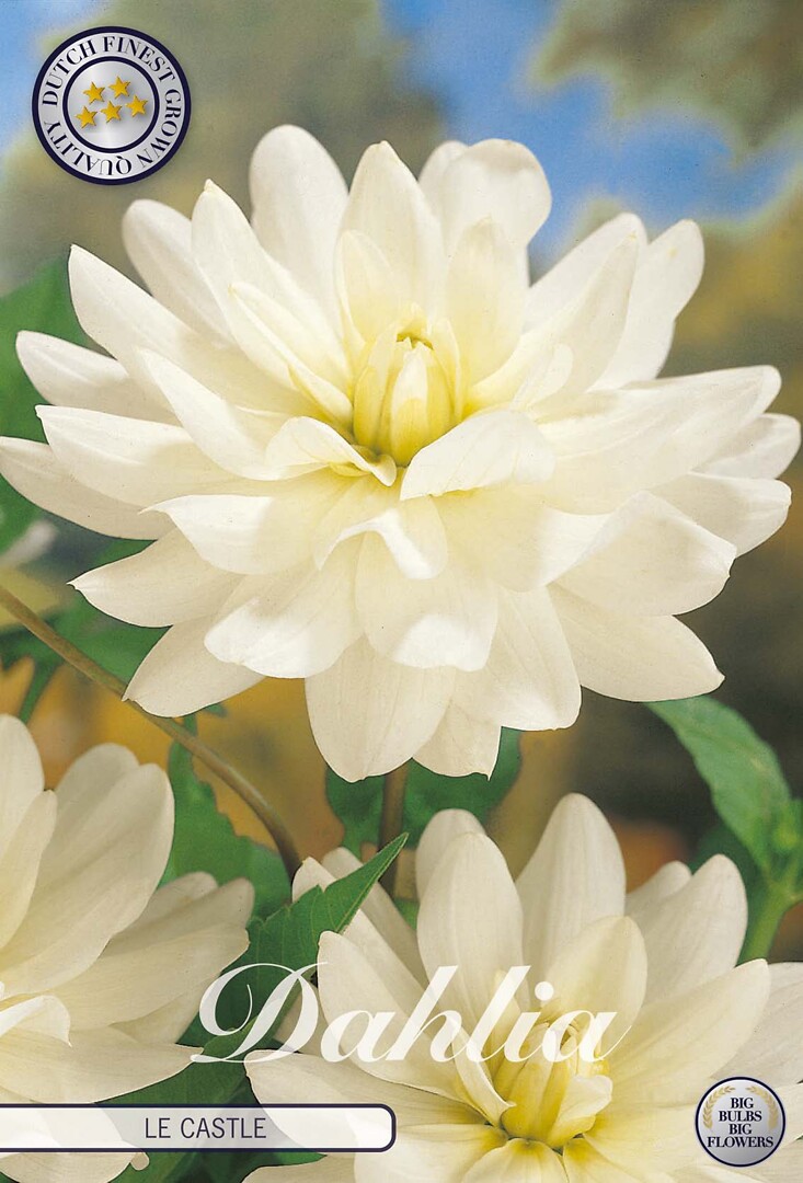 Dahlia Le Castle