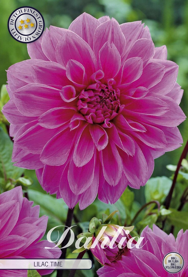 Dahlia Lilac Time