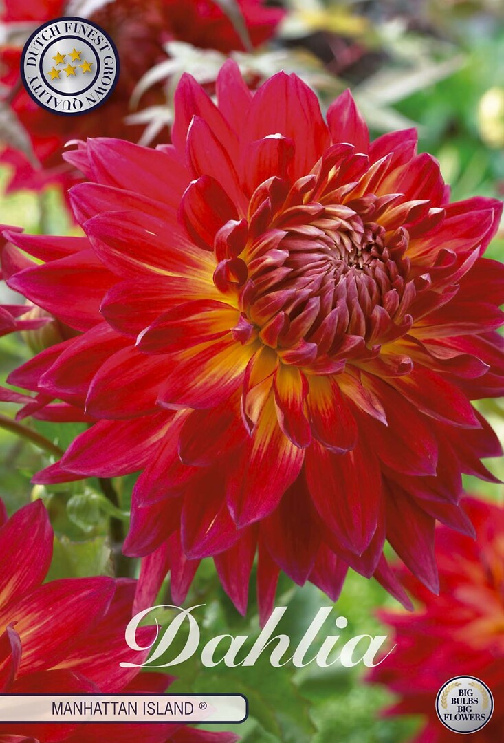 Dahlia Manhattan Island