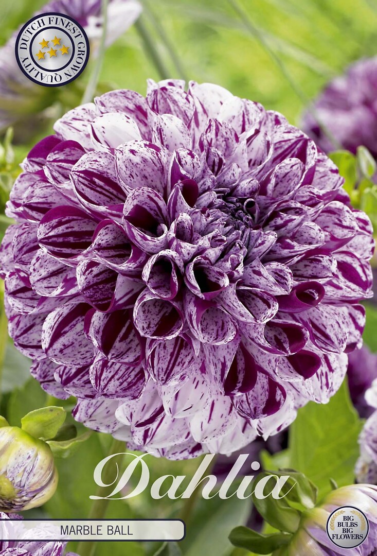 Dahlia Marble Ball