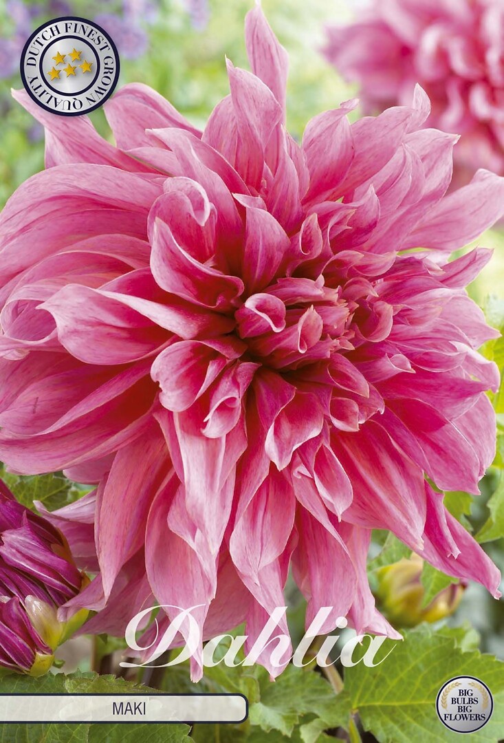Dahlia Maki