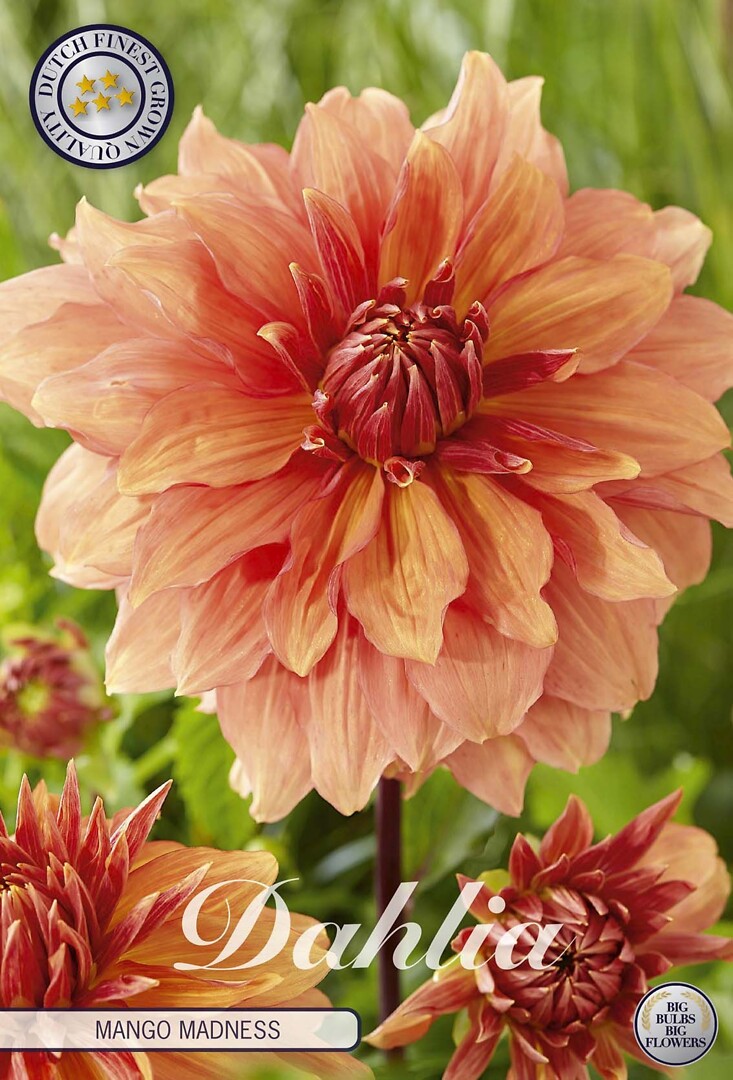 Dahlia Mango Madness