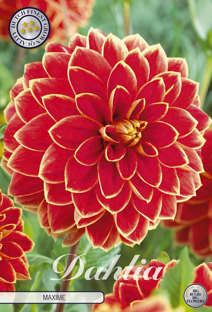 Dahlia Maxime