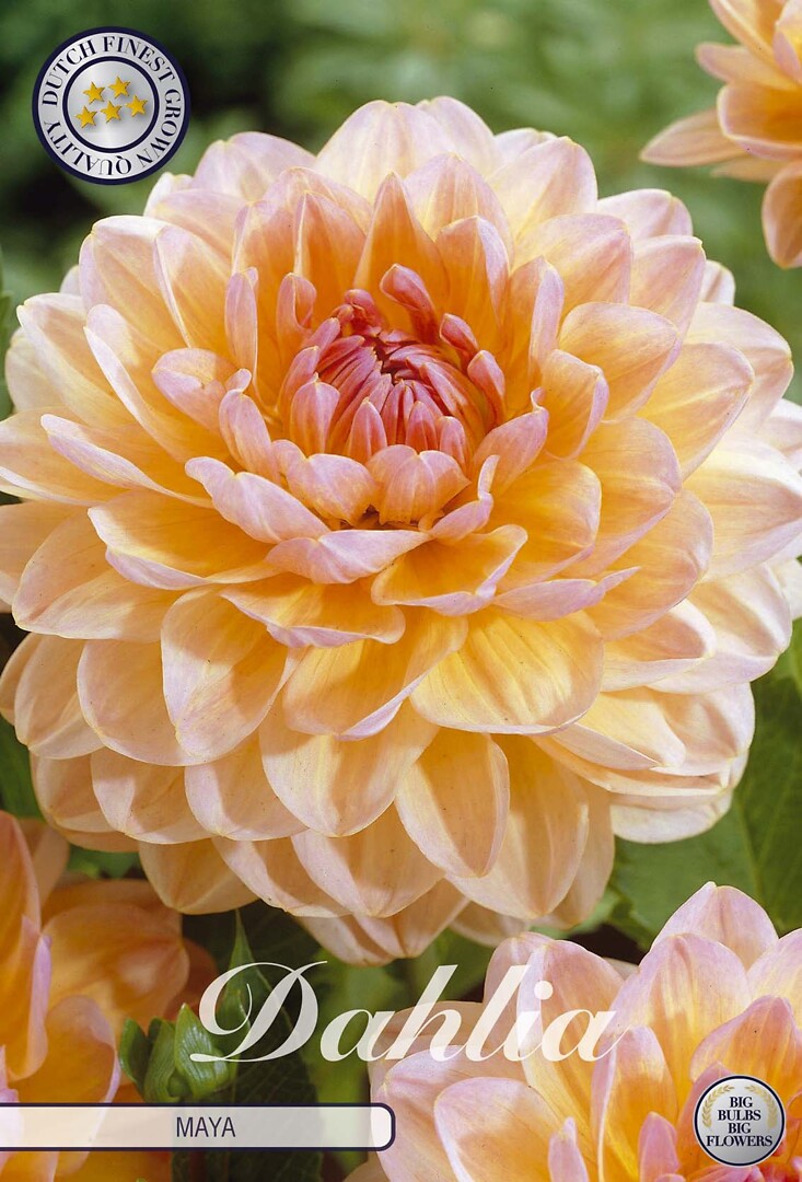 Dahlia Maya
