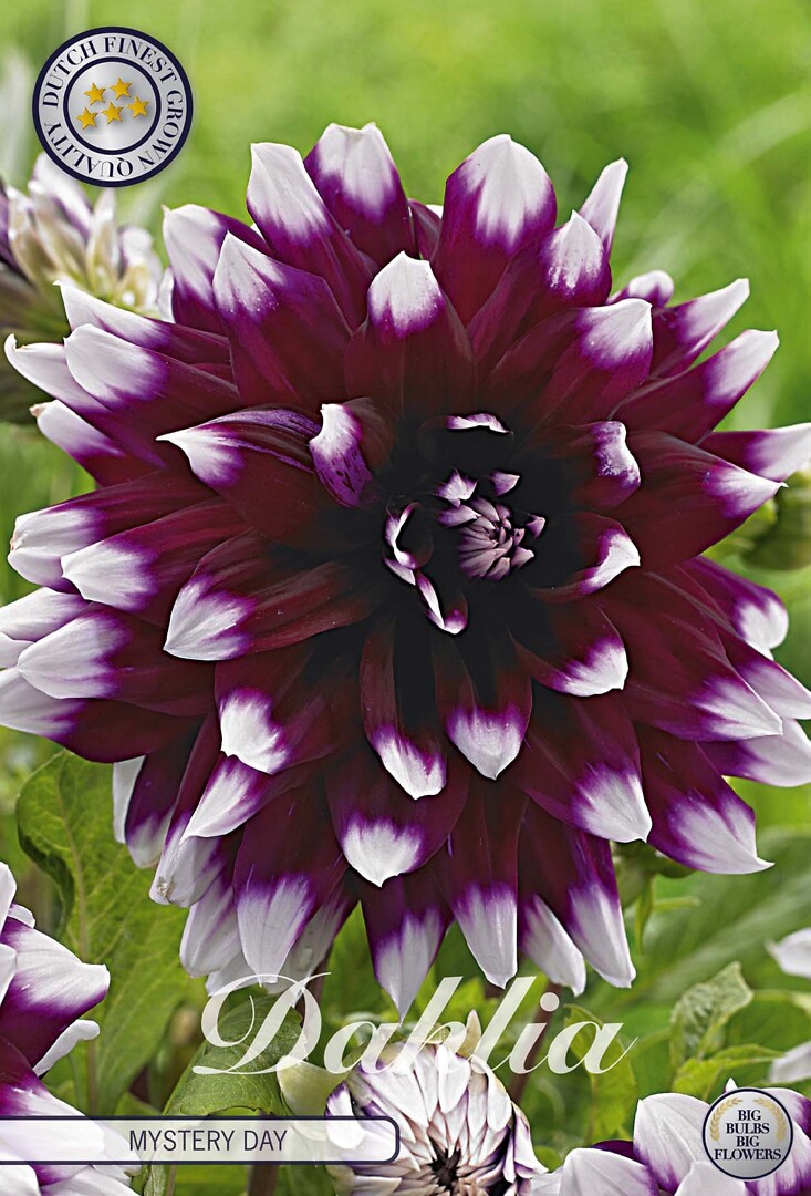 Dahlia Mystery Day