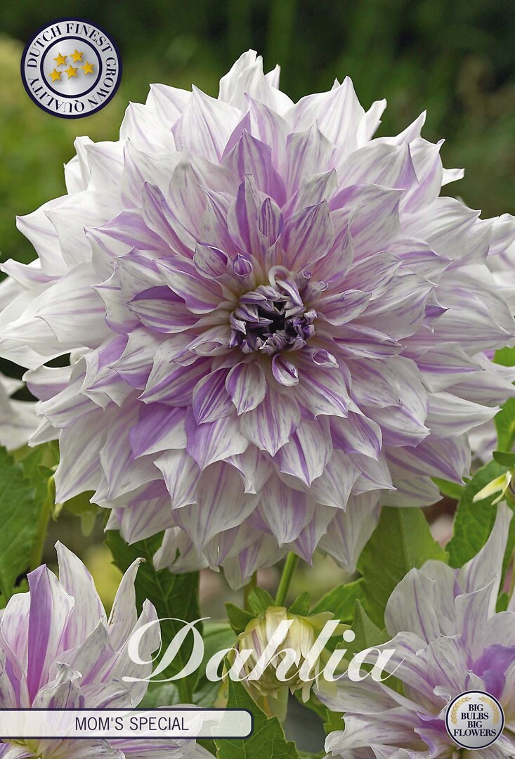 Dahlia Mom'S Special