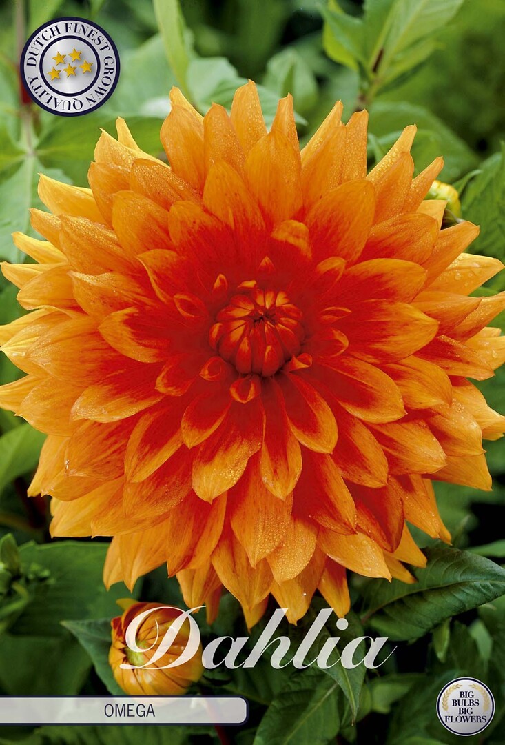 Dahlia Omega