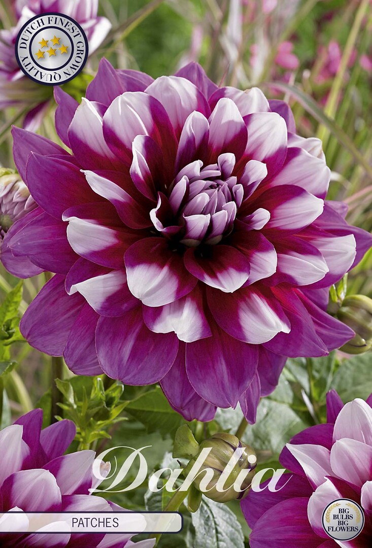 Dahlia Patches
