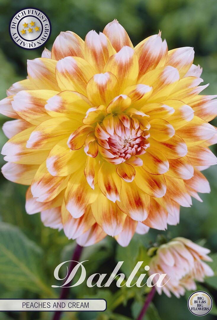 Dahlia Peaches And Cream