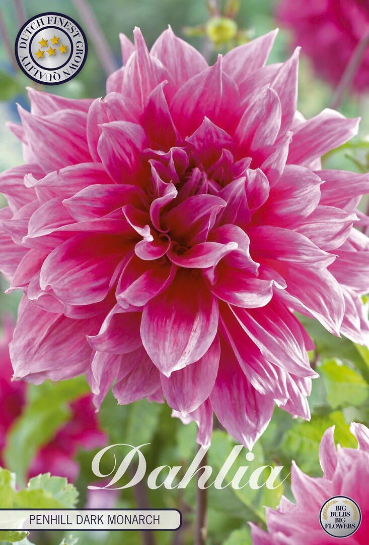 Dahlia Penhill Dark Monarch