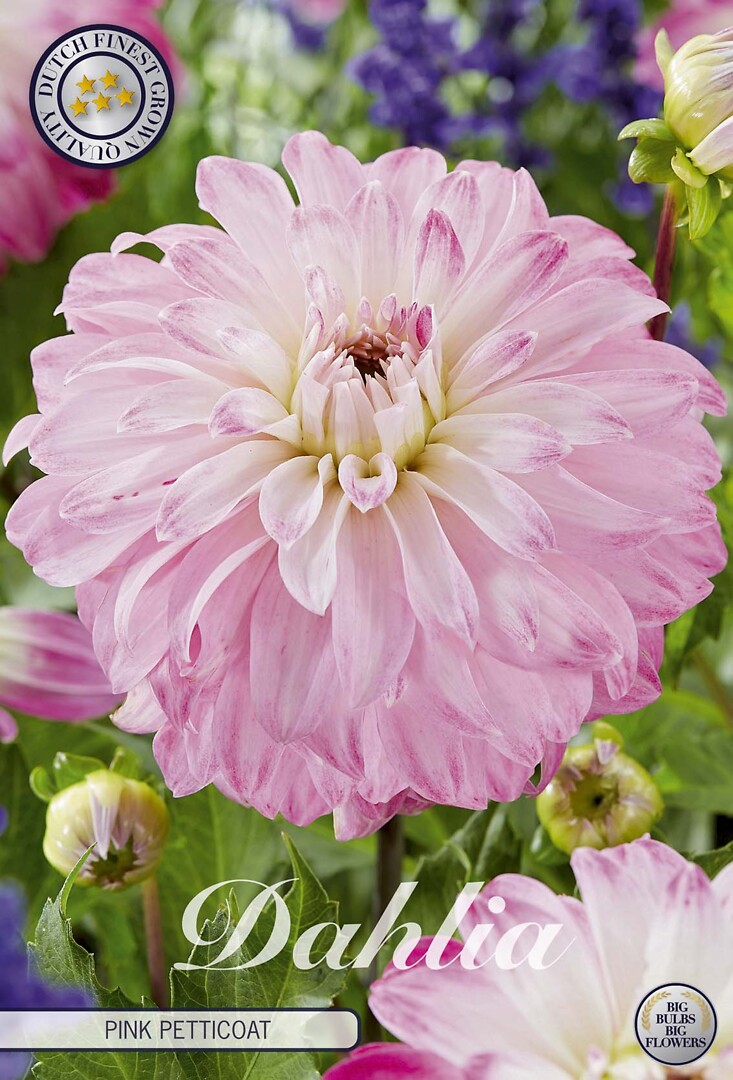 Dahlia Pink Petticoat