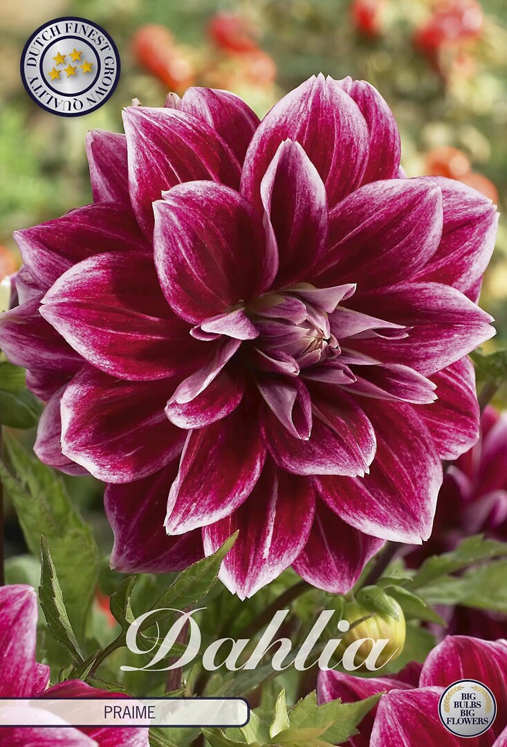 Dahlia Praime