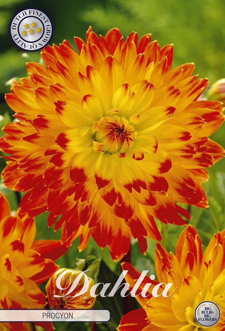 Dahlia Procyon