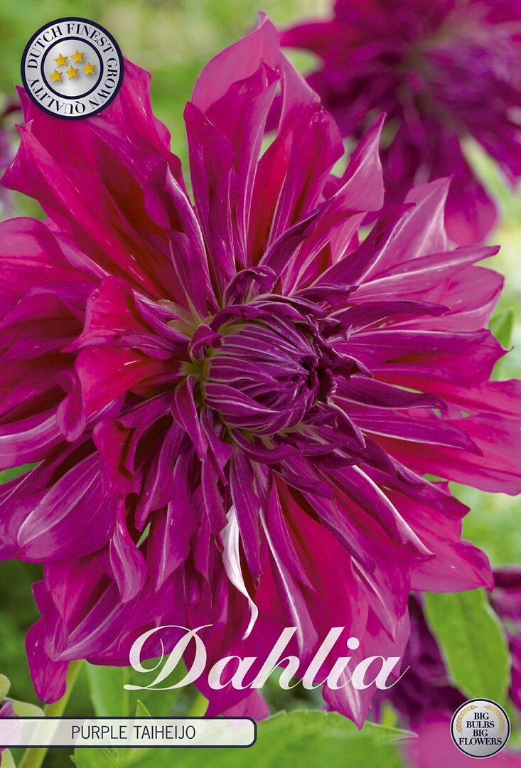 Dahlia Purple Taiheijo