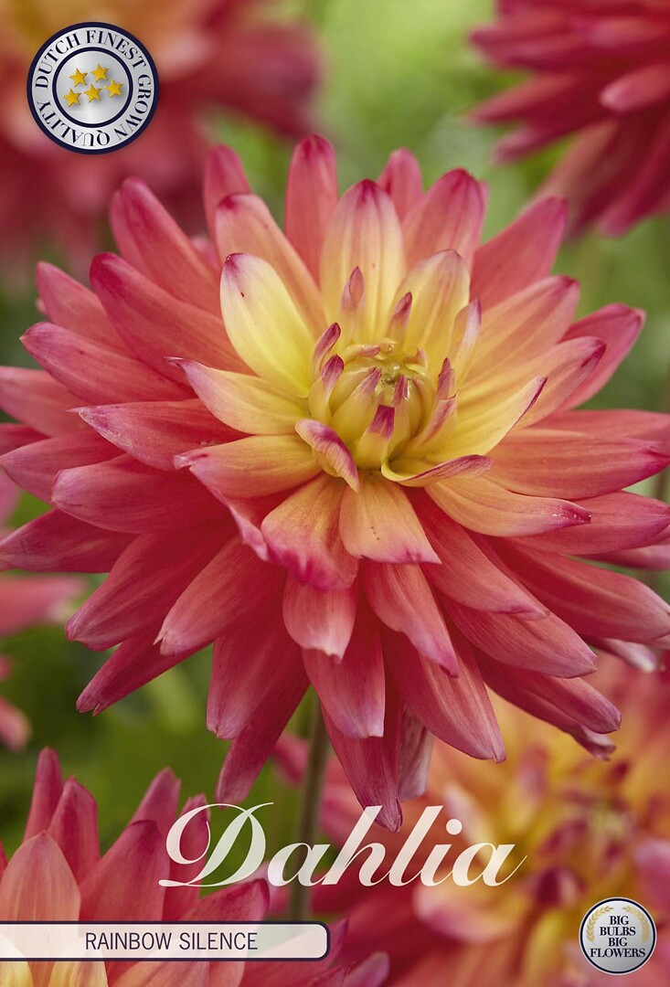 Dahlia Rainbow Silence