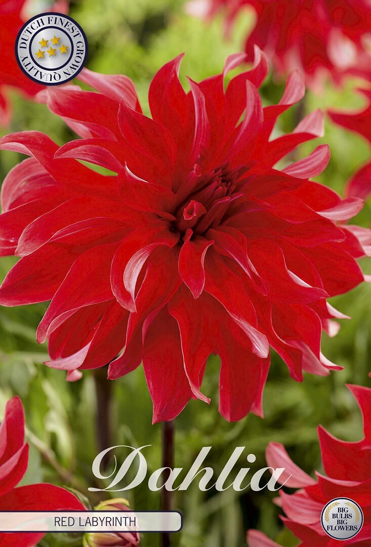 Dahlia Red Labyrinth