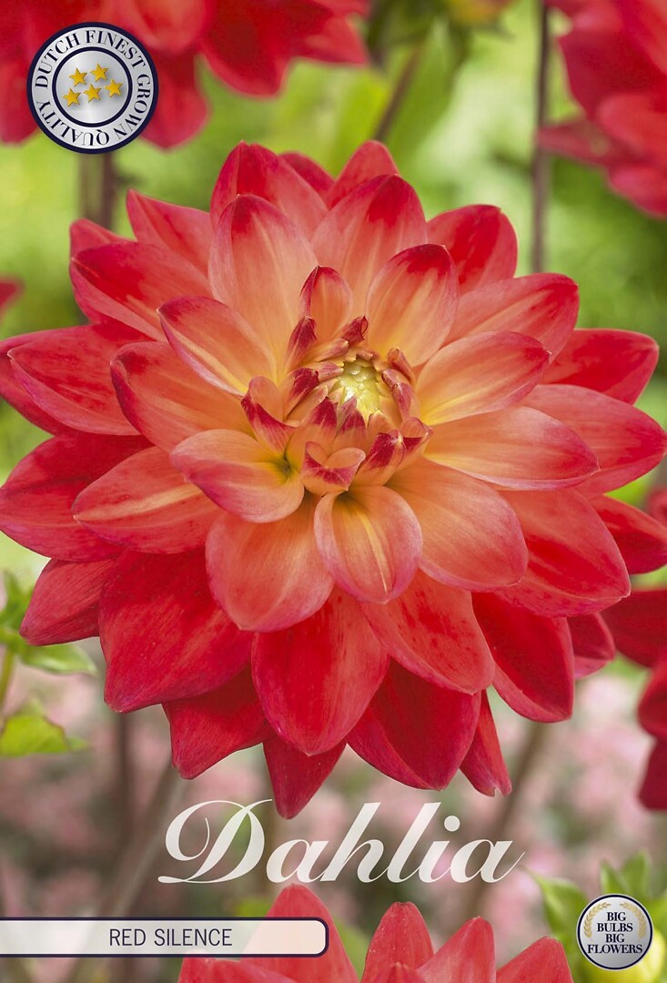 Dahlia Red Silence
