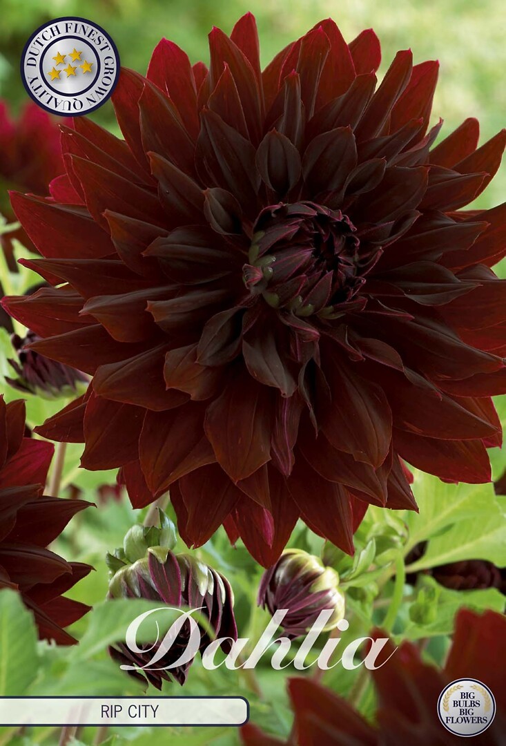 Dahlia Rip City