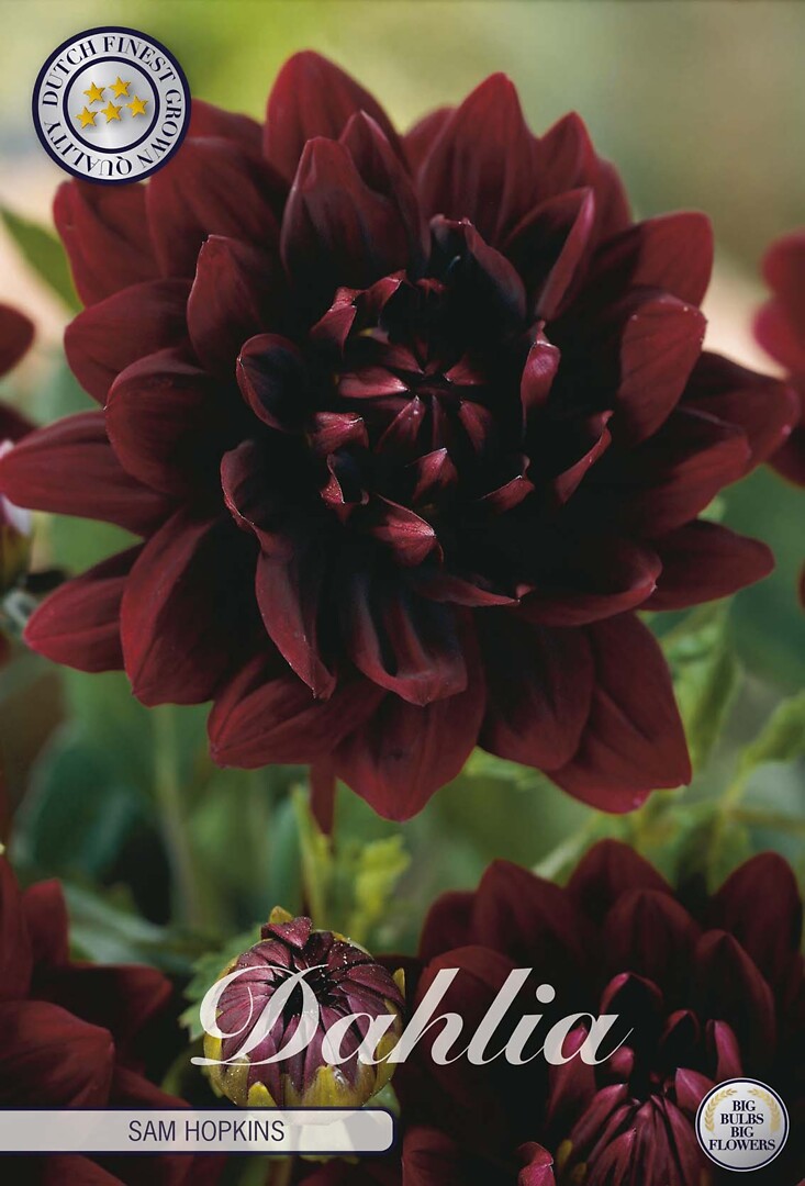 Dahlia Sam Hopkins
