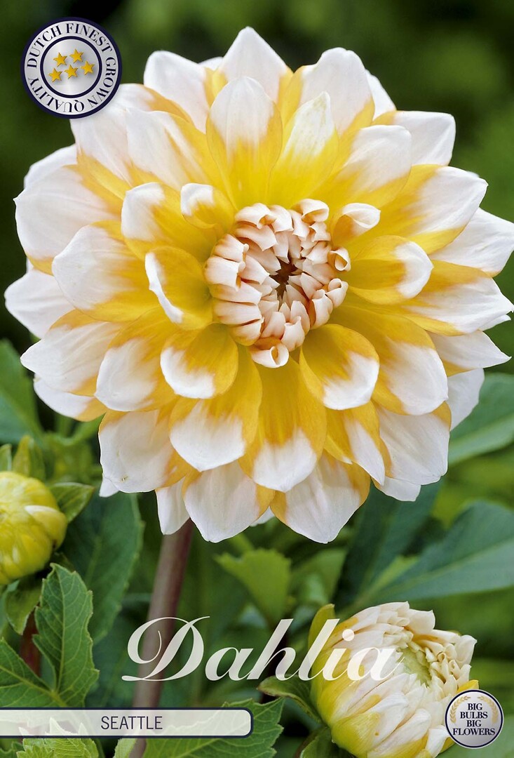 Dahlia Seattle