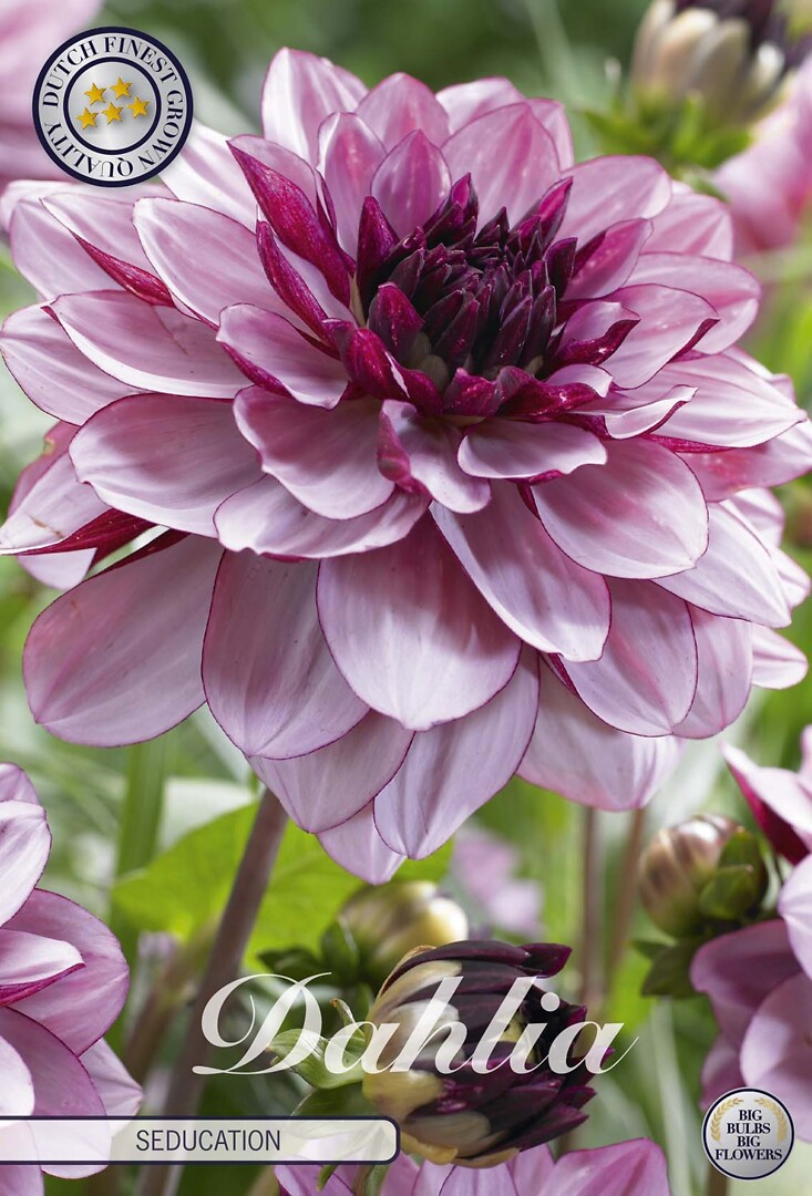 Dahlia Seducation