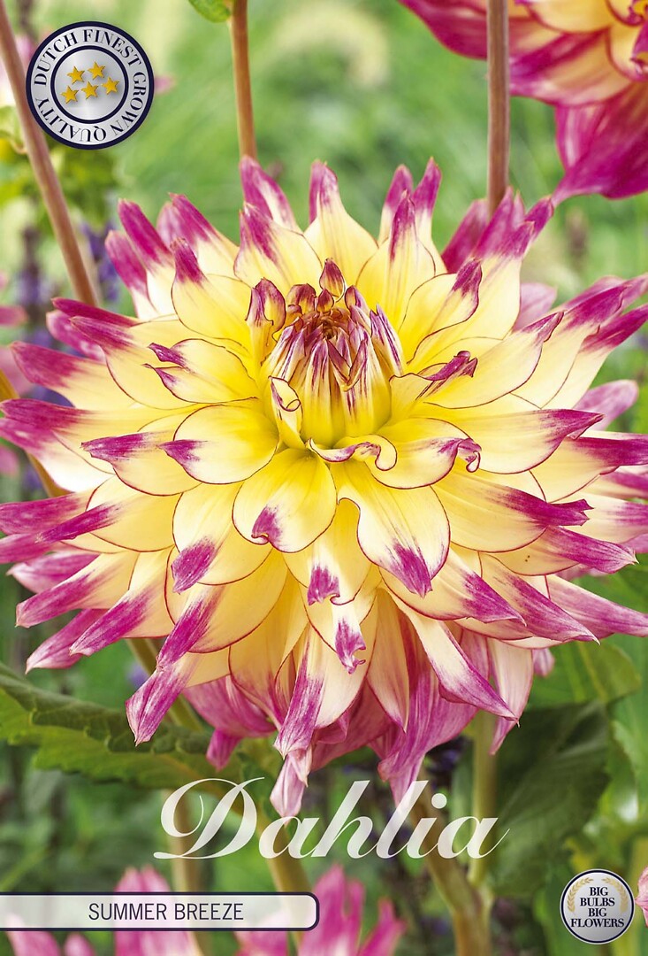 Dahlia Summer Breeze