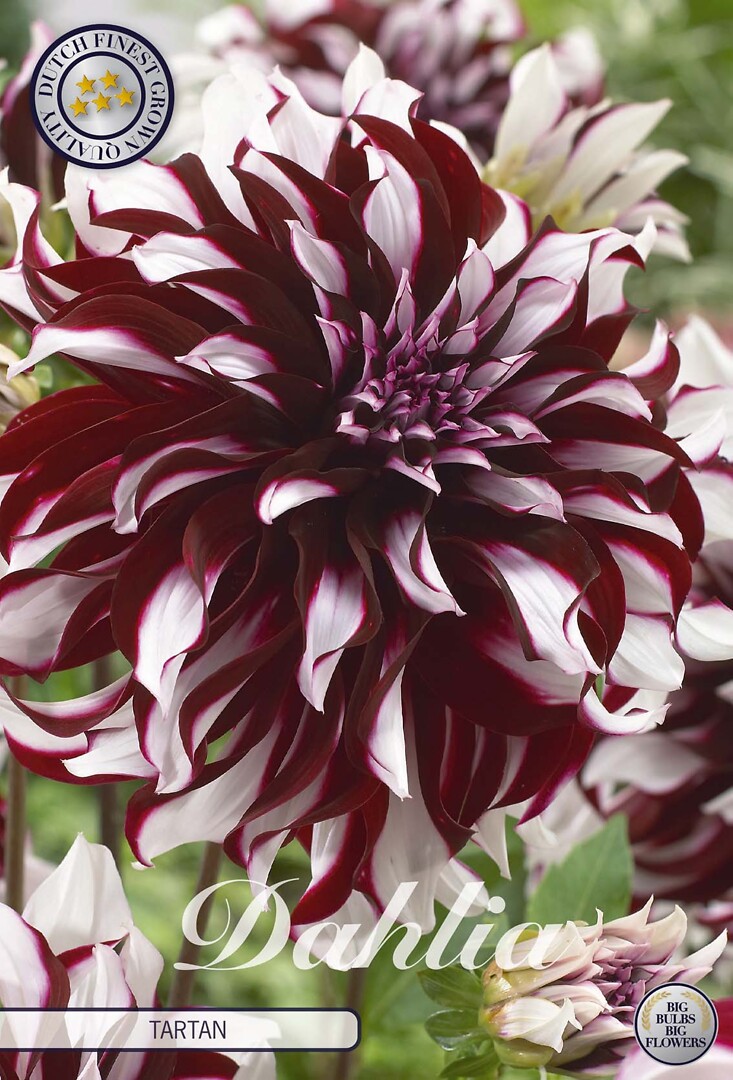 Dahlia Tartan