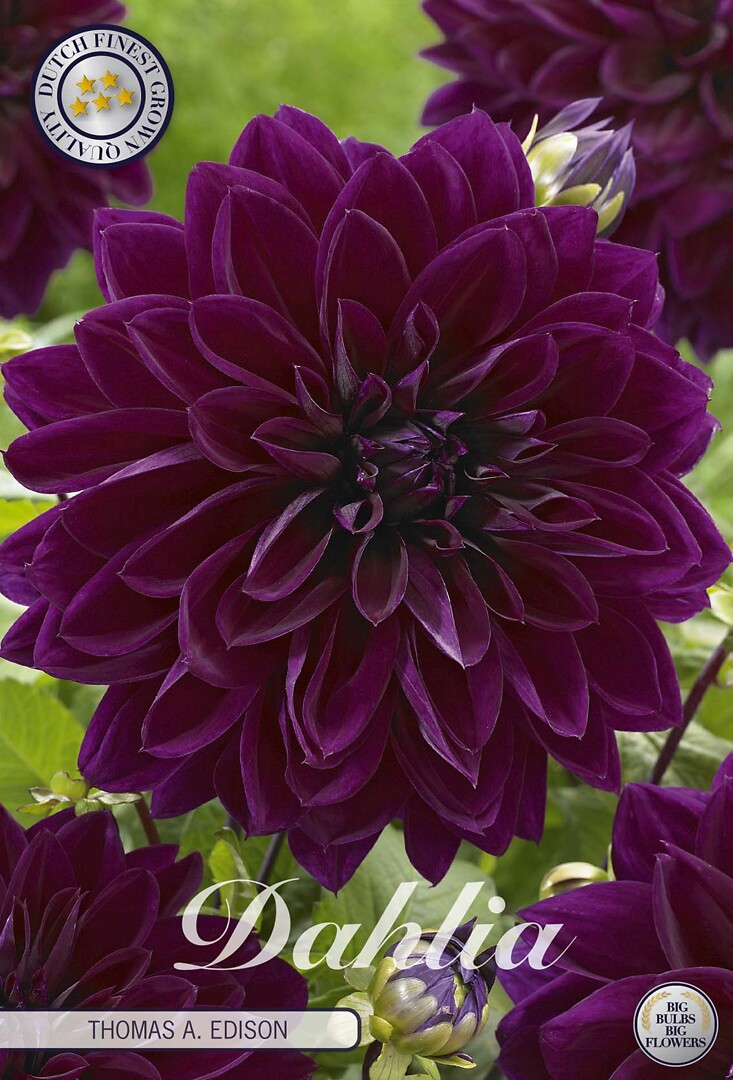Dahlia Thomas A. Edison
