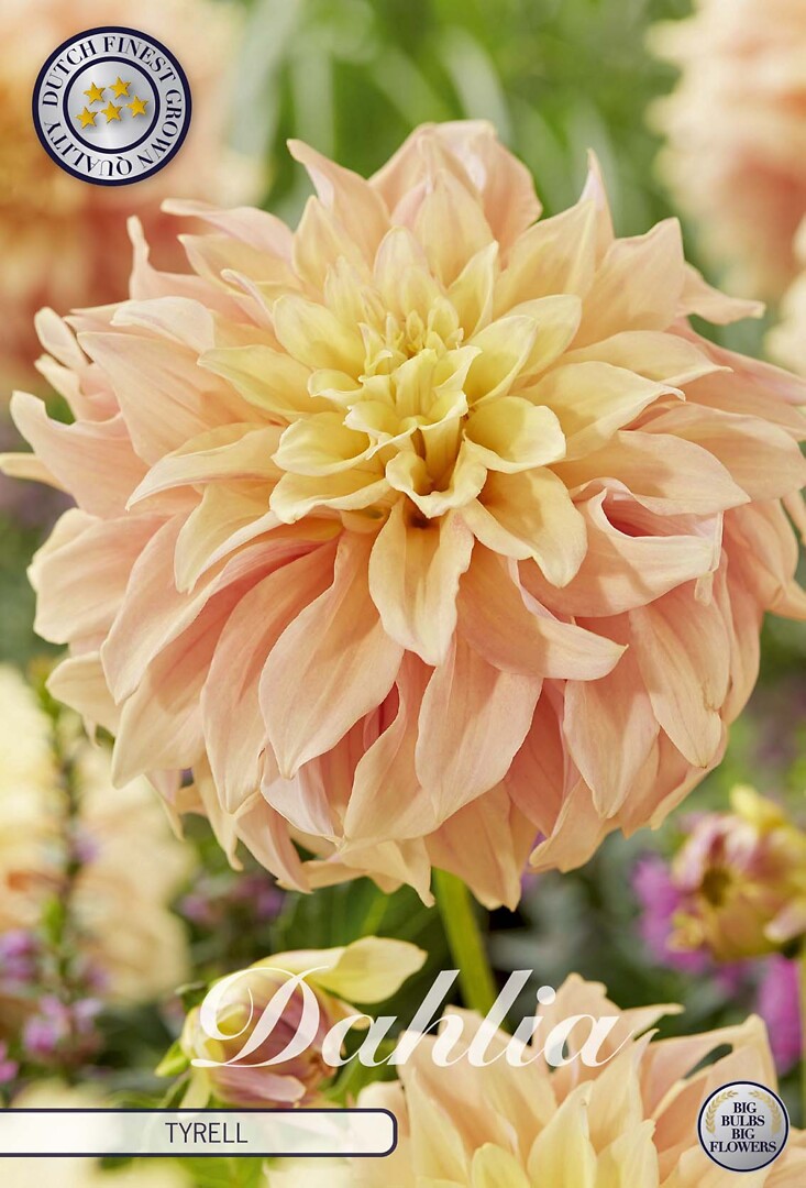 Dahlia Tyrell