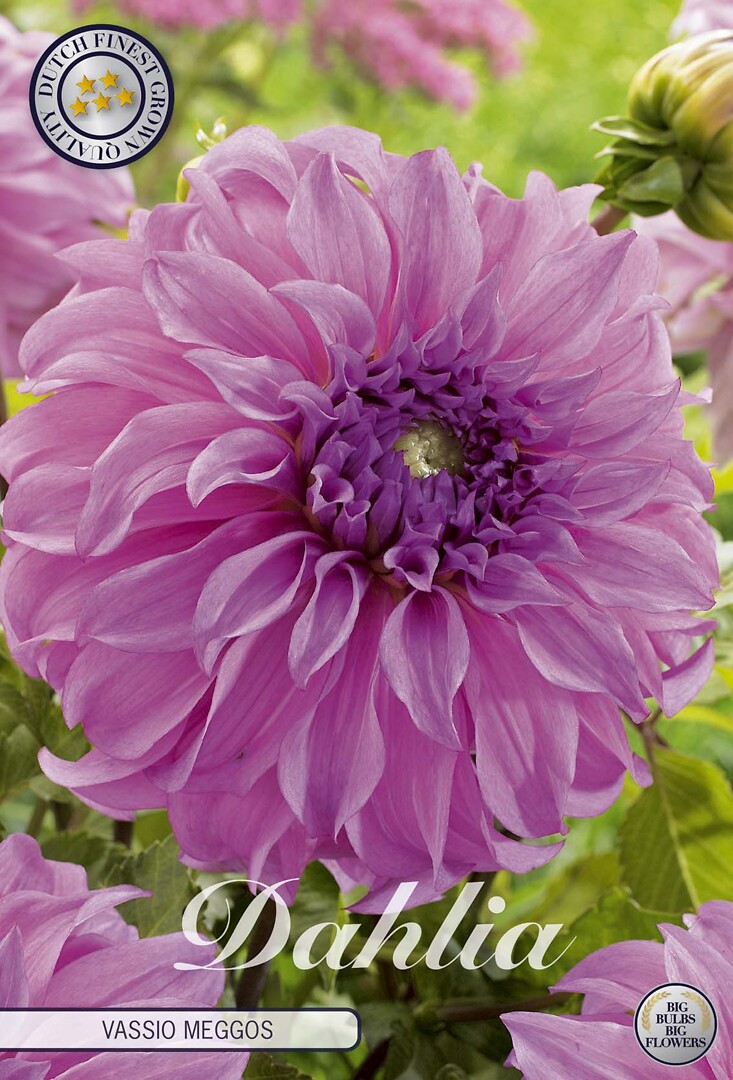 Dahlia Vassio Meggos
