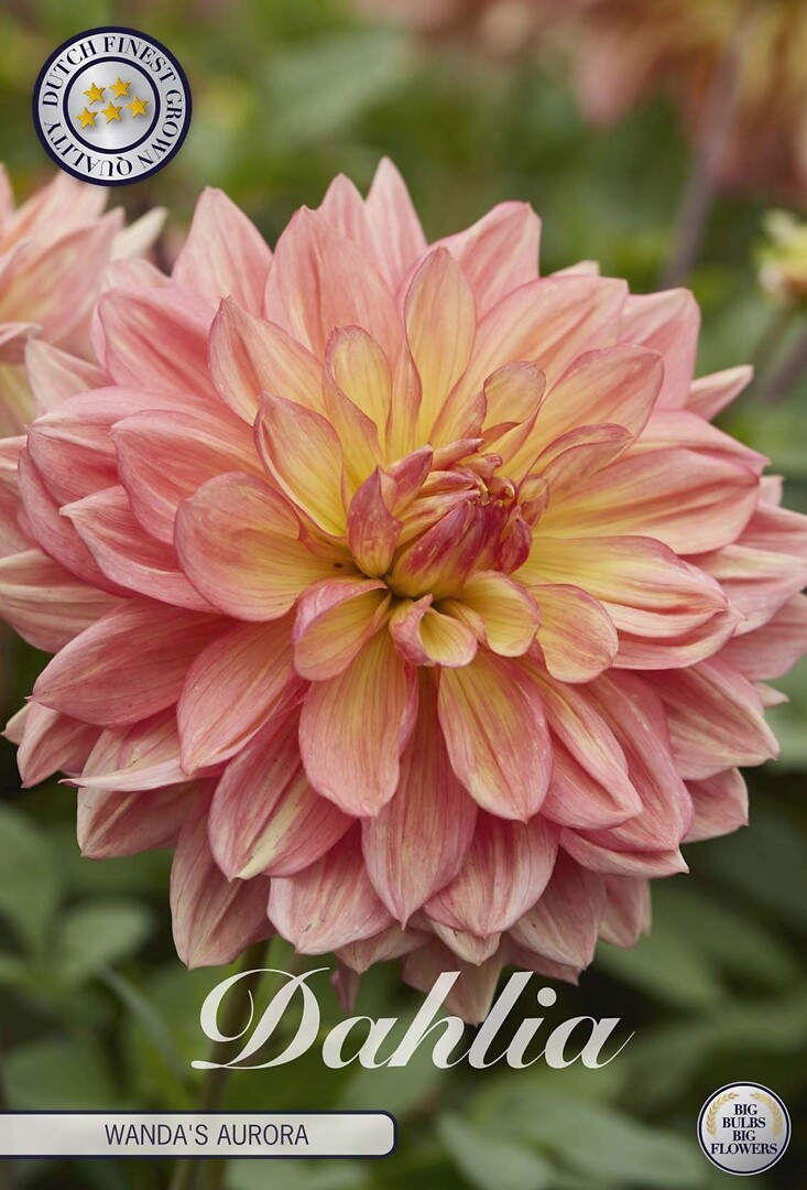 Dahlia Wanda's Aurora